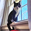 Thumbnail photo of Celeste #1
