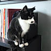 Thumbnail photo of Celeste #2