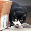 Thumbnail photo of Celeste #3