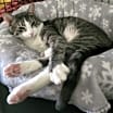 Thumbnail photo of Leopold #1