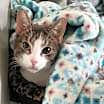 Thumbnail photo of Leopold #2