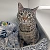 Thumbnail photo of Augustus #1