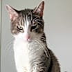 Thumbnail photo of Leopold #3