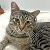 Thumbnail photo of Augustus #2