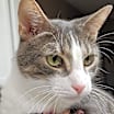 Thumbnail photo of Leopold #4