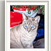 Thumbnail photo of Lulu #1