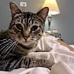 Thumbnail photo of Augustus #3
