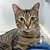 Thumbnail photo of Augustus #4