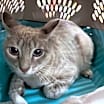 Thumbnail photo of Lulu #2
