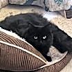Thumbnail photo of Luthien #1