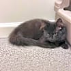 Thumbnail photo of Luthien #4