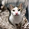 Thumbnail photo of Link (Lincoln) #1