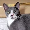 Thumbnail photo of Gandalf #1