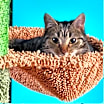 Thumbnail photo of Kipo #2