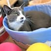 Thumbnail photo of Gandalf #2