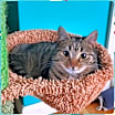 Thumbnail photo of Kipo #4