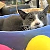 Thumbnail photo of Gandalf #3