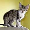 Thumbnail photo of Harmony #3