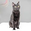 Thumbnail photo of Buckwheat #1