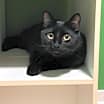 Thumbnail photo of Buckwheat #2