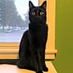 Thumbnail photo of Buckwheat #3