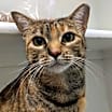 Thumbnail photo of Ezri #2