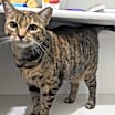 Thumbnail photo of Ezri #3