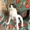 Thumbnail photo of Piper #3