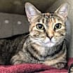 Thumbnail photo of Ezri #4