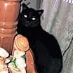 Thumbnail photo of Sarge #2