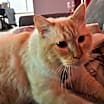 Thumbnail photo of Makomo #4