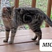 Thumbnail photo of Mickey #2