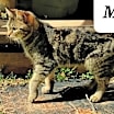 Thumbnail photo of Mickey #3
