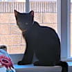 Thumbnail photo of Elvis #1