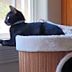 Thumbnail photo of Elvis #3