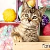 Thumbnail photo of Fannie #2