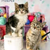Thumbnail photo of Fannie #4