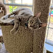 Thumbnail photo of Nebula #1
