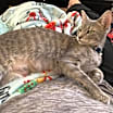 Thumbnail photo of Nebula #2