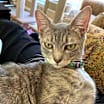 Thumbnail photo of Nebula #3