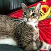 Thumbnail photo of Roxy #3