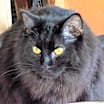 Thumbnail photo of Chief #1