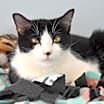 Thumbnail photo of Shortbread #1