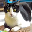 Thumbnail photo of Shortbread #2