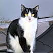 Thumbnail photo of Shortbread #3