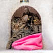 Thumbnail photo of Chocolate #4