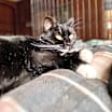 Thumbnail photo of Frannie #3