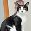 Thumbnail photo of Shortbread #4
