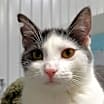 Thumbnail photo of Julius #1