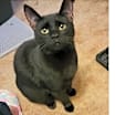 Thumbnail photo of Pepper #1